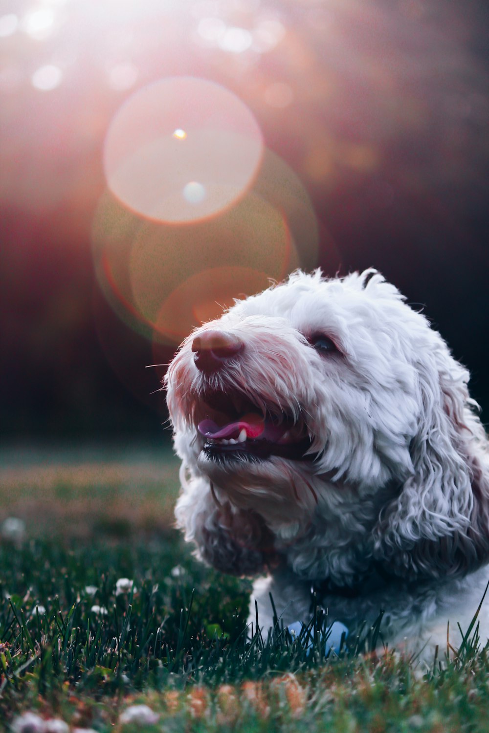 야외의 풀밭에 누워 있는 긴 털을 입은 흰 개