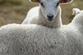 A close-up of a lamb with a fluffy white coat and another lamb partially visible. The lamb's face is centered, with inquisitive eyes and large ears. The background is softly blurred, highlighting the textured wool.