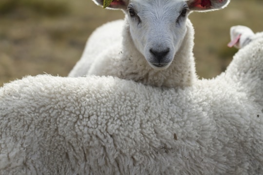 A close-up of a lamb with a fluffy white coat and another lamb partially visible. The lamb's face is centered, with inquisitive eyes and large ears. The background is softly blurred, highlighting the textured wool.