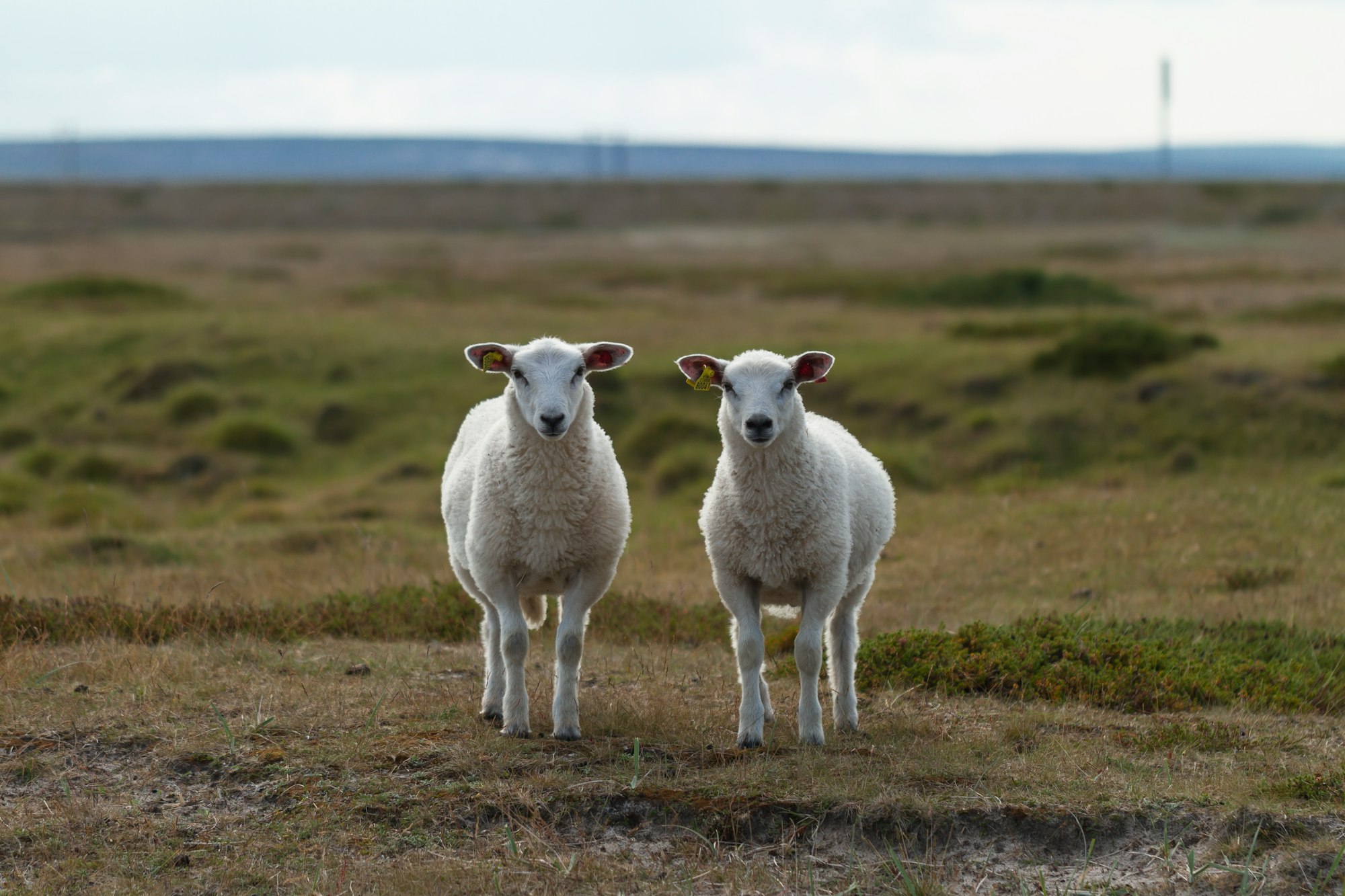 Two curious sheep want to know what's happening in the world of wool.
