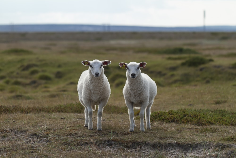 a couple of sheep standing on top of a grass covered field