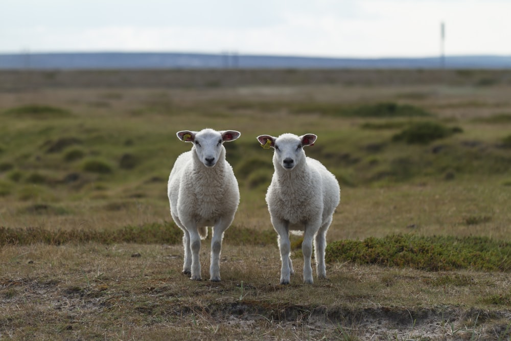 Un par de ovejas de pie en la cima de un campo cubierto de hierba