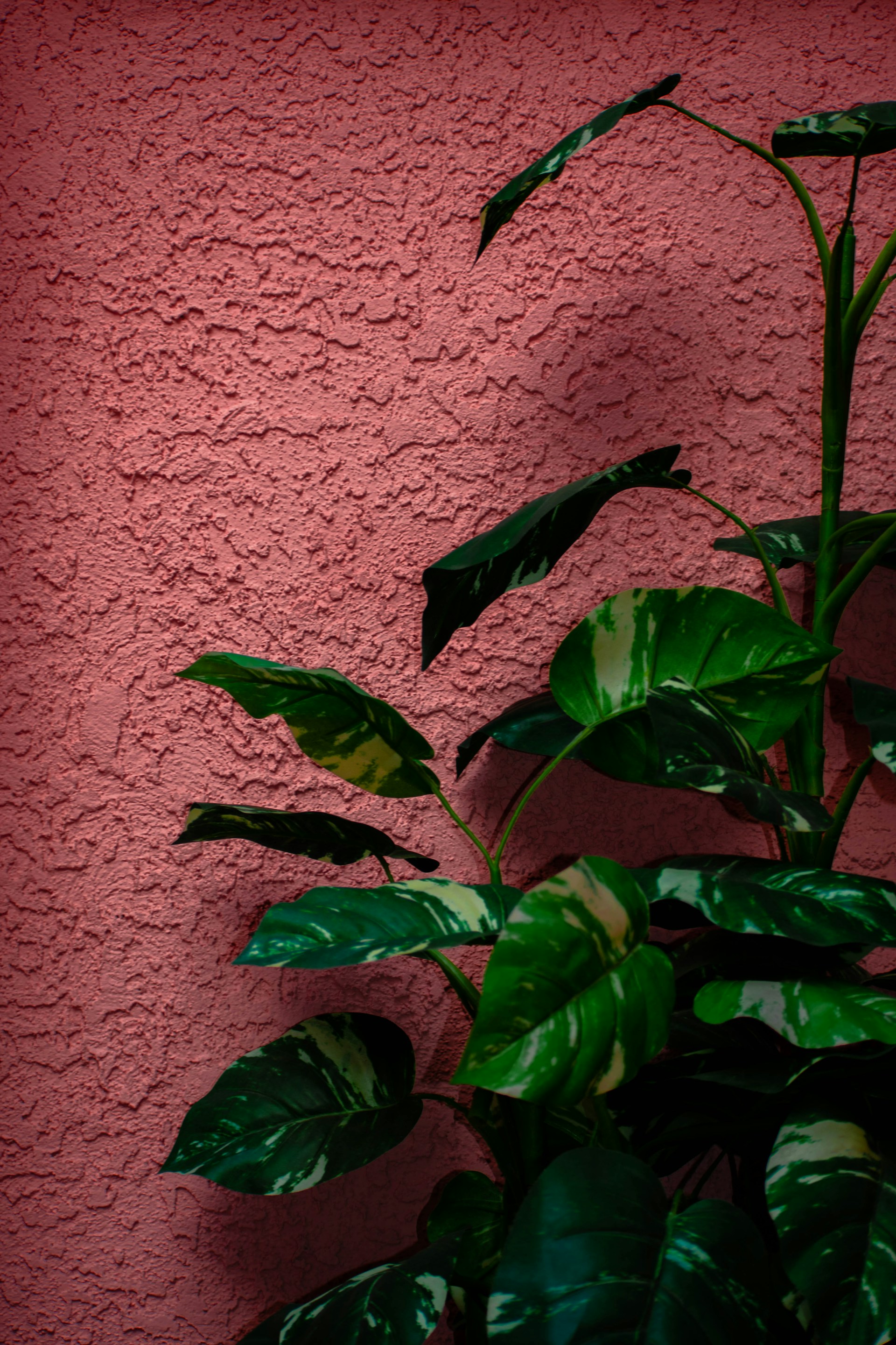 green leaf plant
