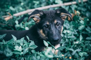 Bella - Playful Pup