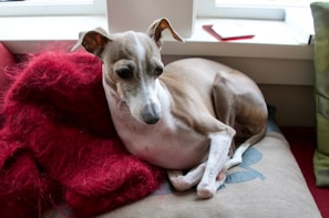 A close-up of a content dog resting comfortably on a cushioned bed in a bright, airy room
