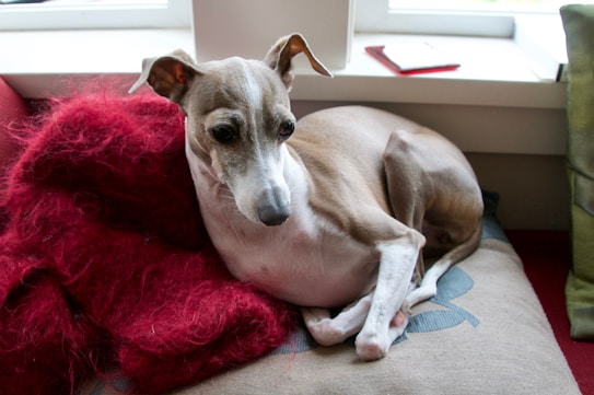 A dog with a sleek, short-haired coat rests comfortably on a cushioned sofa. The surroundings include a fluffy red blanket and natural light streaming in from a window behind. The dog appears relaxed and calm.