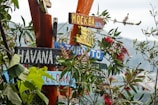 Multiple colorful wooden signs are nailed to a tree trunk, each displaying different locations such as Havana. The signs are surrounded by lush green leaves and some vibrant pink flowers, with a mountainous landscape visible in the background.
