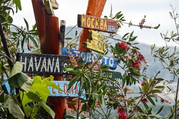 Multiple colorful wooden signs are nailed to a tree trunk, each displaying different locations such as Havana. The signs are surrounded by lush green leaves and some vibrant pink flowers, with a mountainous landscape visible in the background.