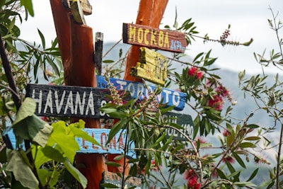 Multiple colorful wooden signs are nailed to a tree trunk, each displaying different locations such as Havana. The signs are surrounded by lush green leaves and some vibrant pink flowers, with a mountainous landscape visible in the background.