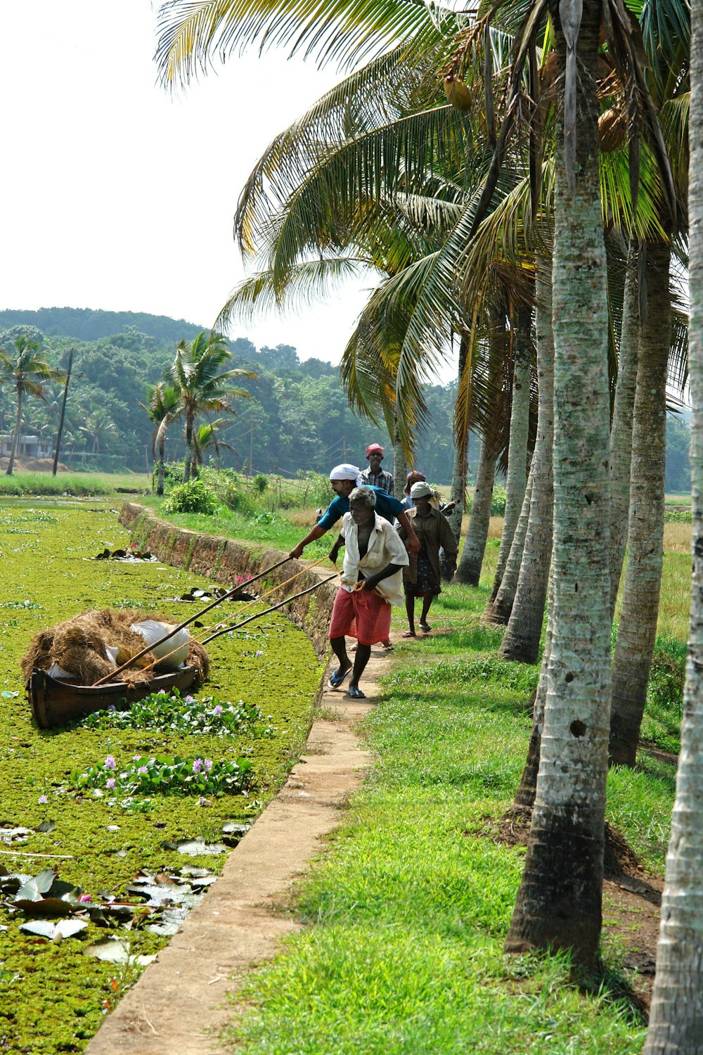 men walking near coconut trees