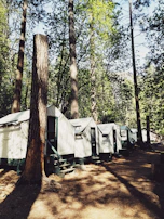 Tents and RVs nestled among tall pines, with soft morning light casting long shadows.