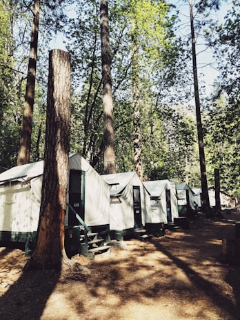 Rows of cozy tents nestled among tall pine trees at the campsite.