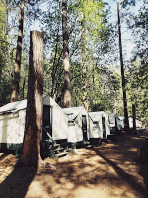 Festival attendees relaxing on picnic blankets under tall pine trees