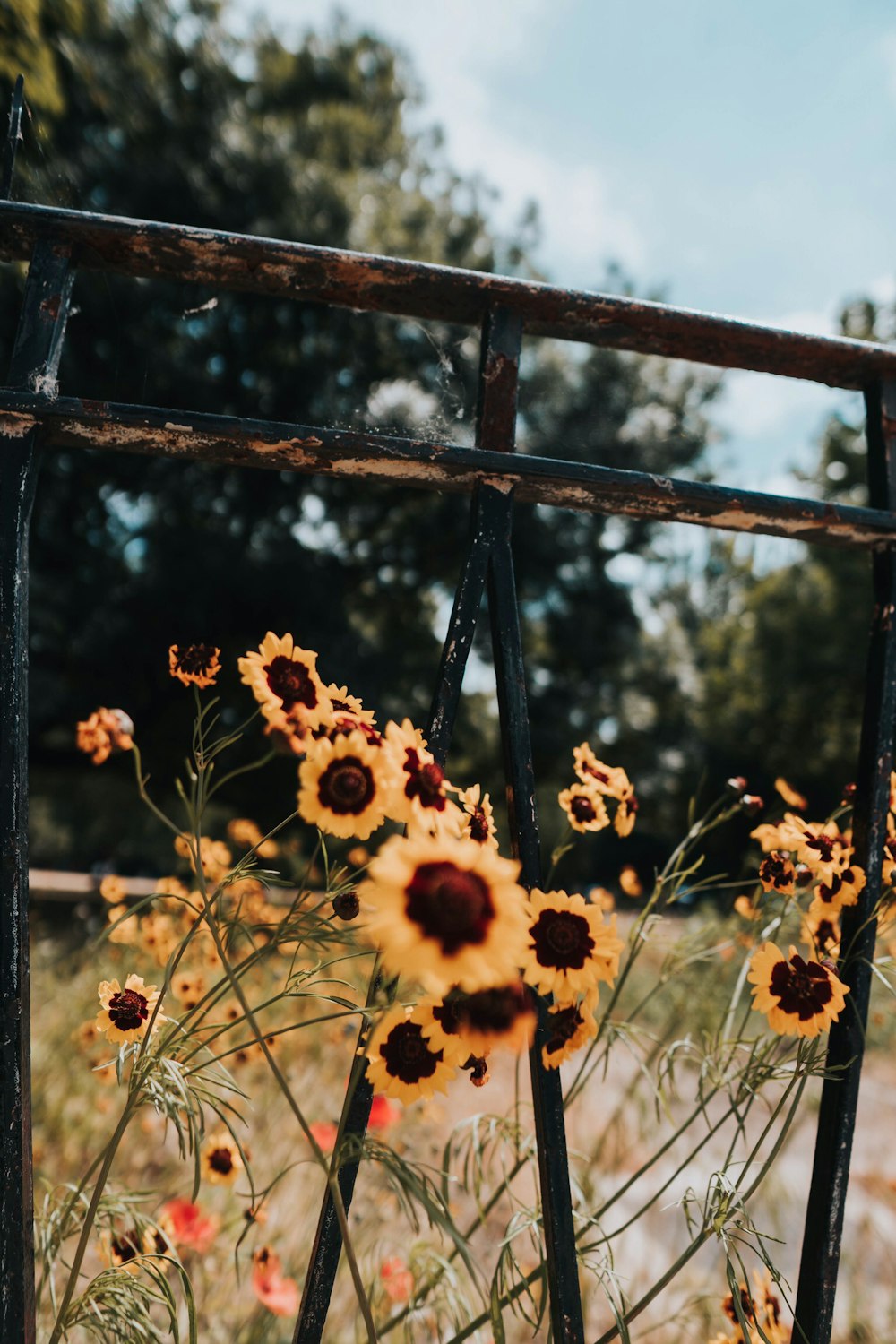 selective focus photography of blooming flowers at daytime