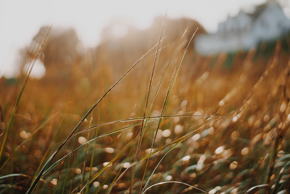 selective-focus photography of cattail