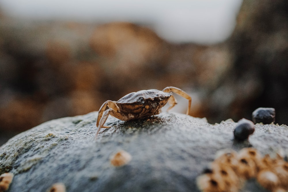 black and brown crab