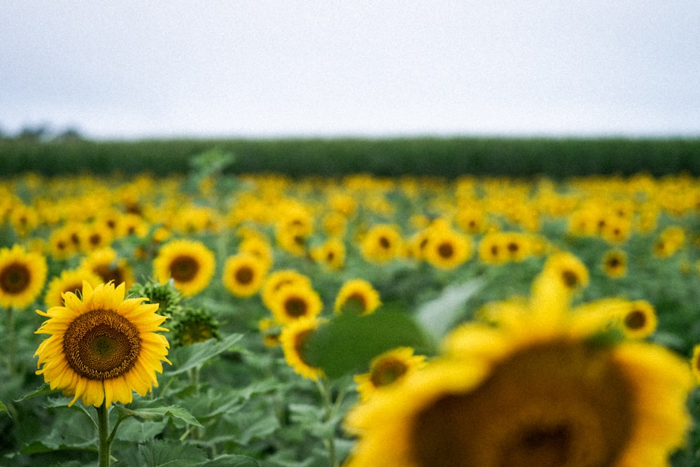 sun flower field