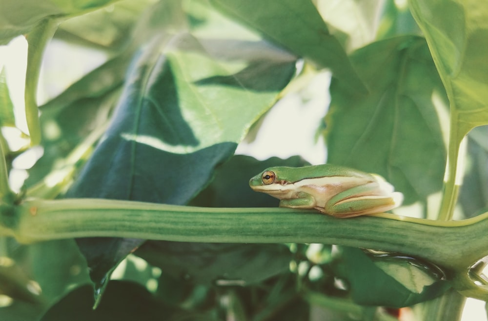 frog on branch