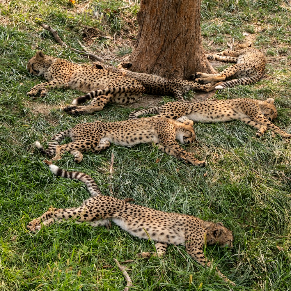 Sechs Leopardenbabys liegen neben Baum