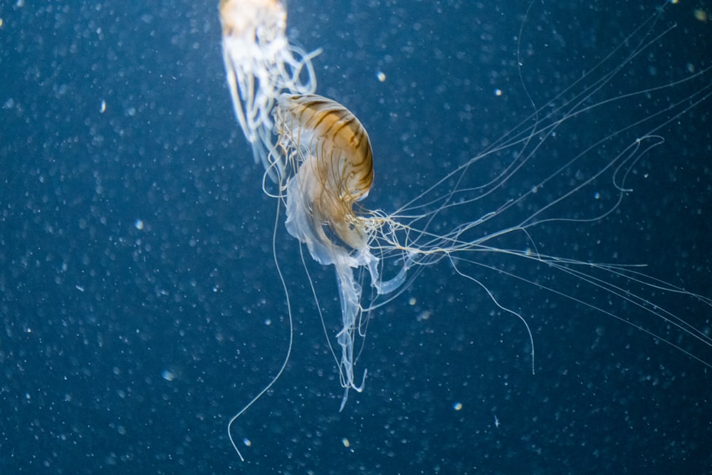 box jellyfish