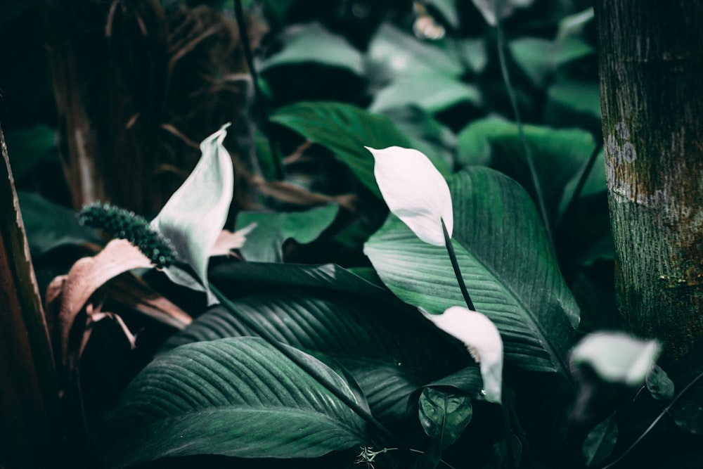 depth of field photography of peace lily plants