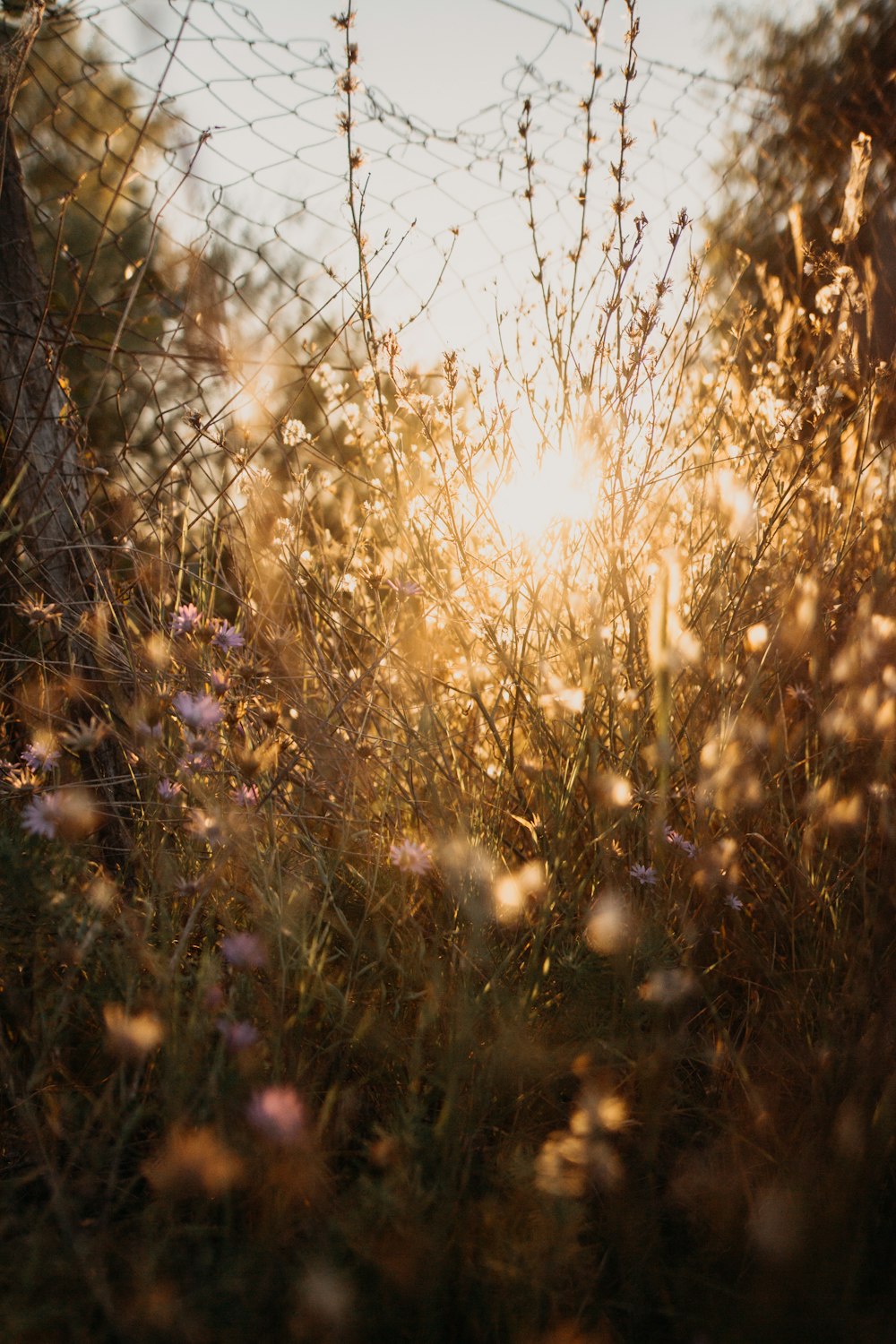 purple flower field