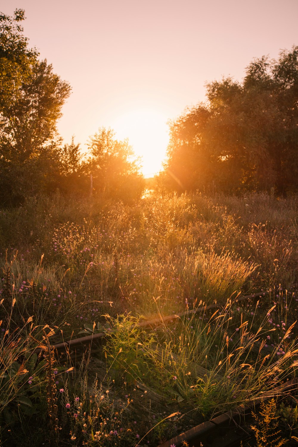 green grass field during sunset