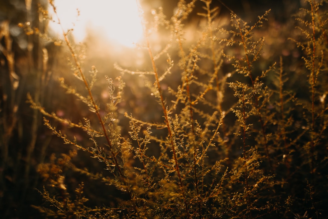 closeup photography of brown leafed plants