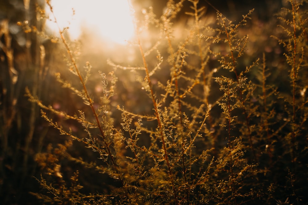 closeup photography of brown leafed plants