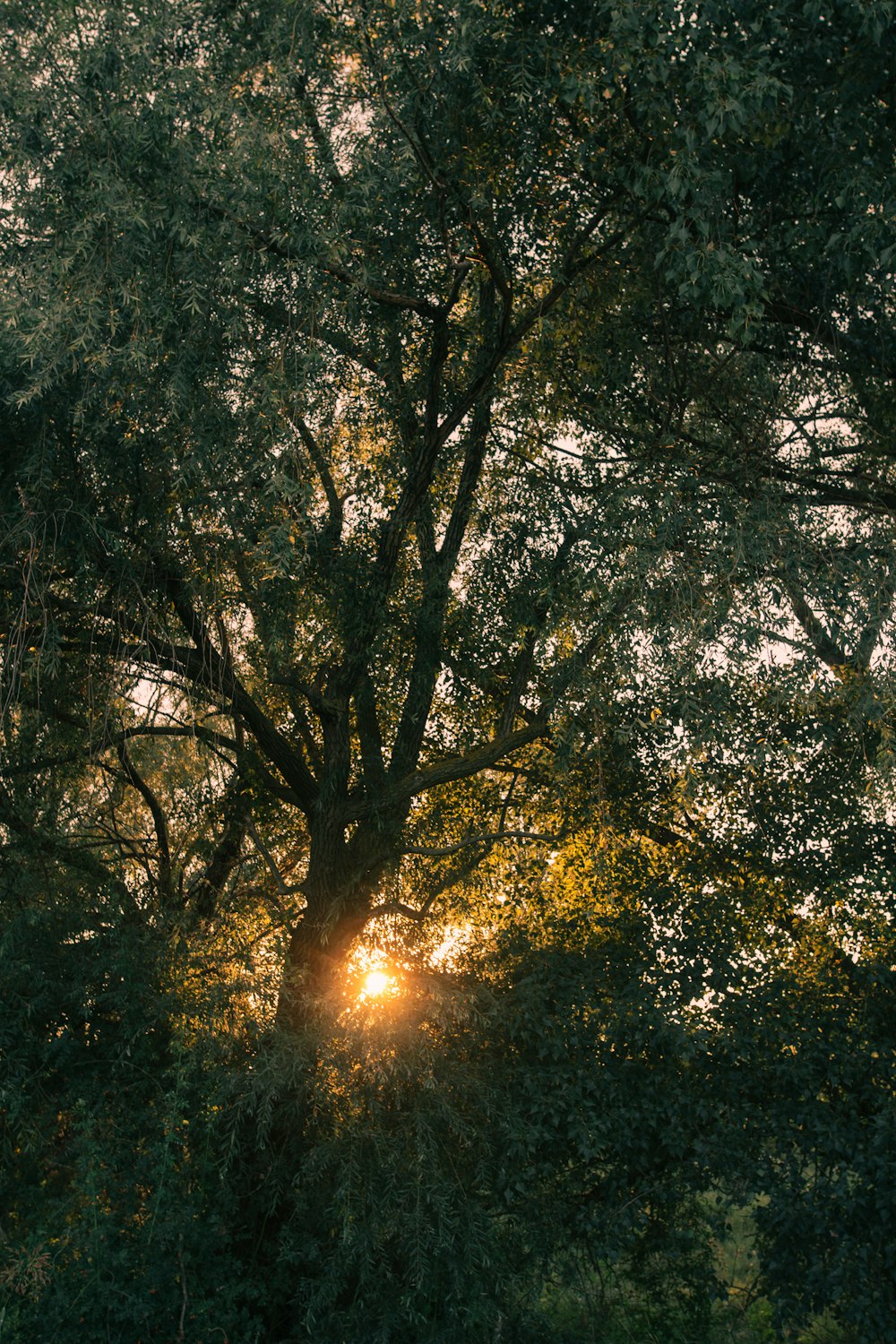 worm's-eye view photography of green tree