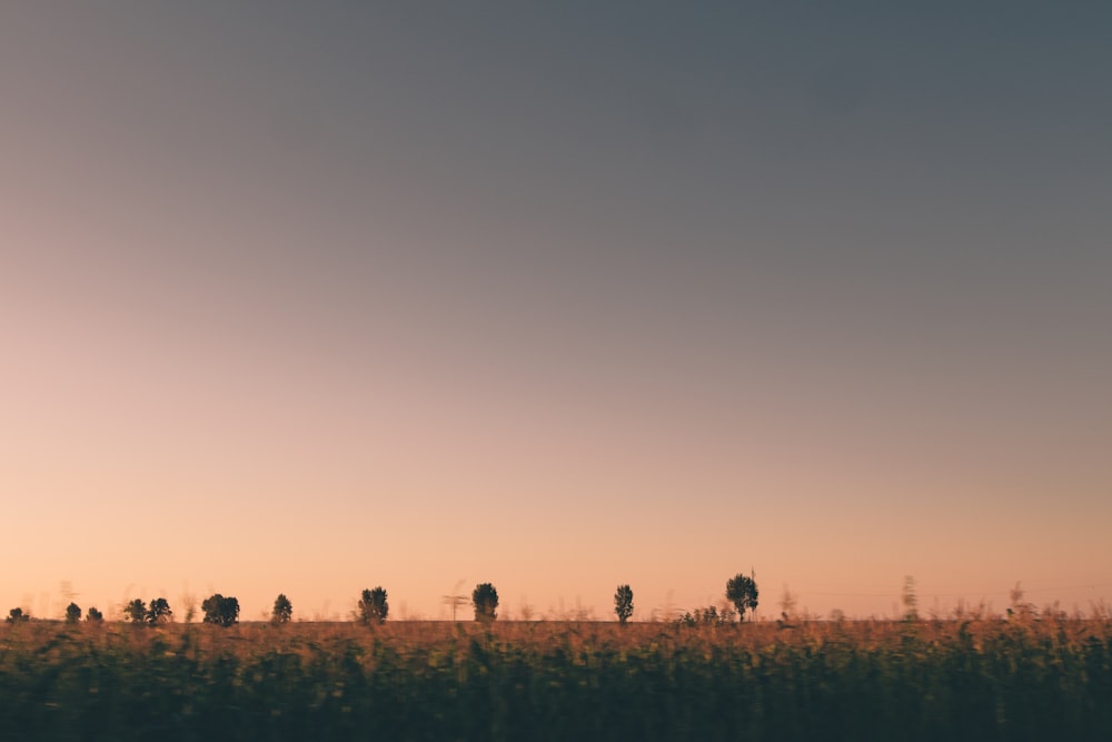 silhouette of people standing on grass field during sunset