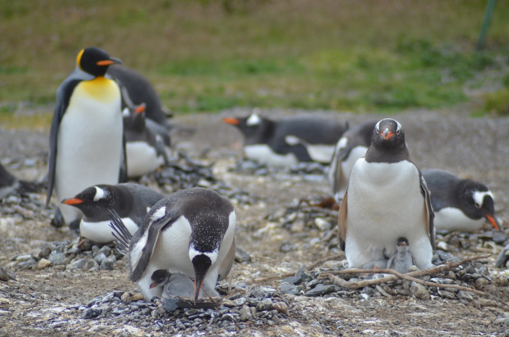 Pingüinos parados en el suelo