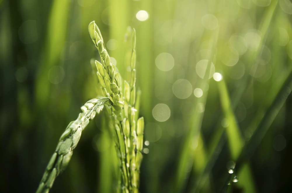 macro photography of rice with bokeh light background