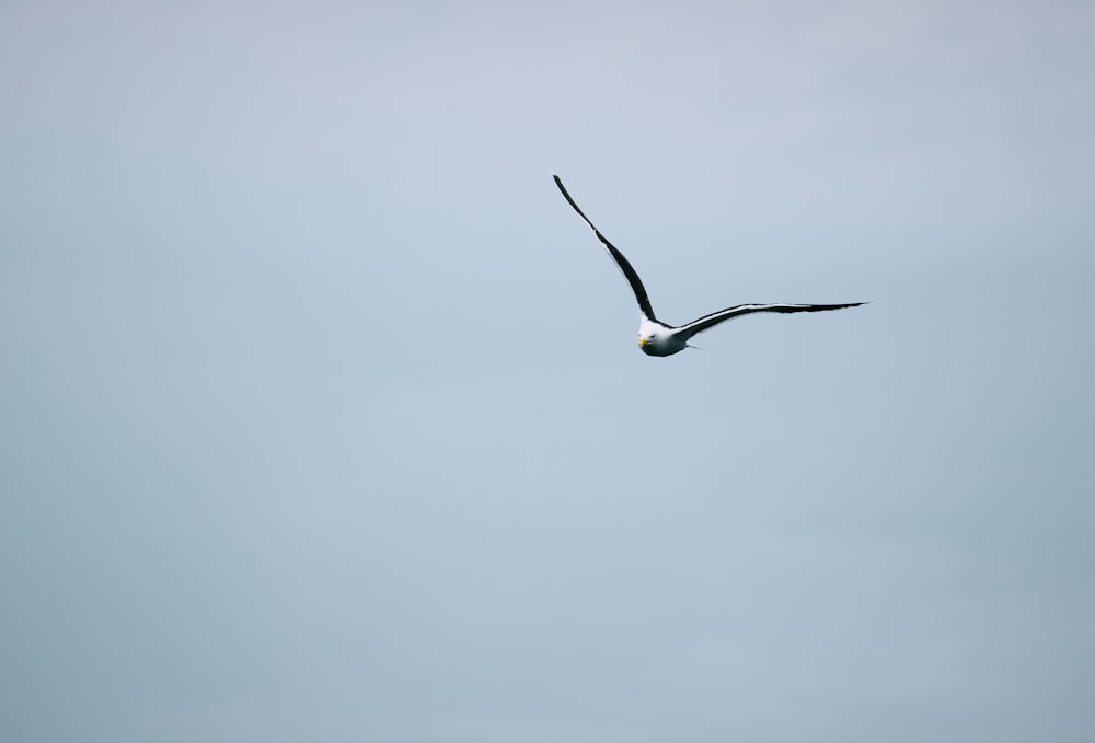flying gull during daytime