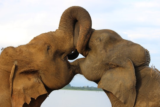 two brown elephants near body of water in Galle Sri Lanka