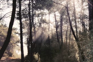 Sunlight filtering through tall trees in a dense, peaceful forest.