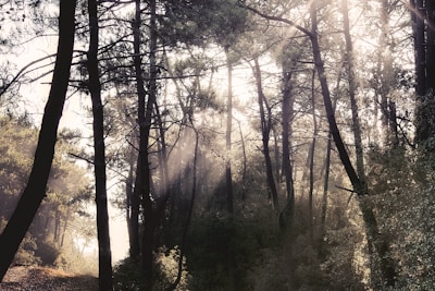 Sunlight filtering through tall trees in a serene forest.