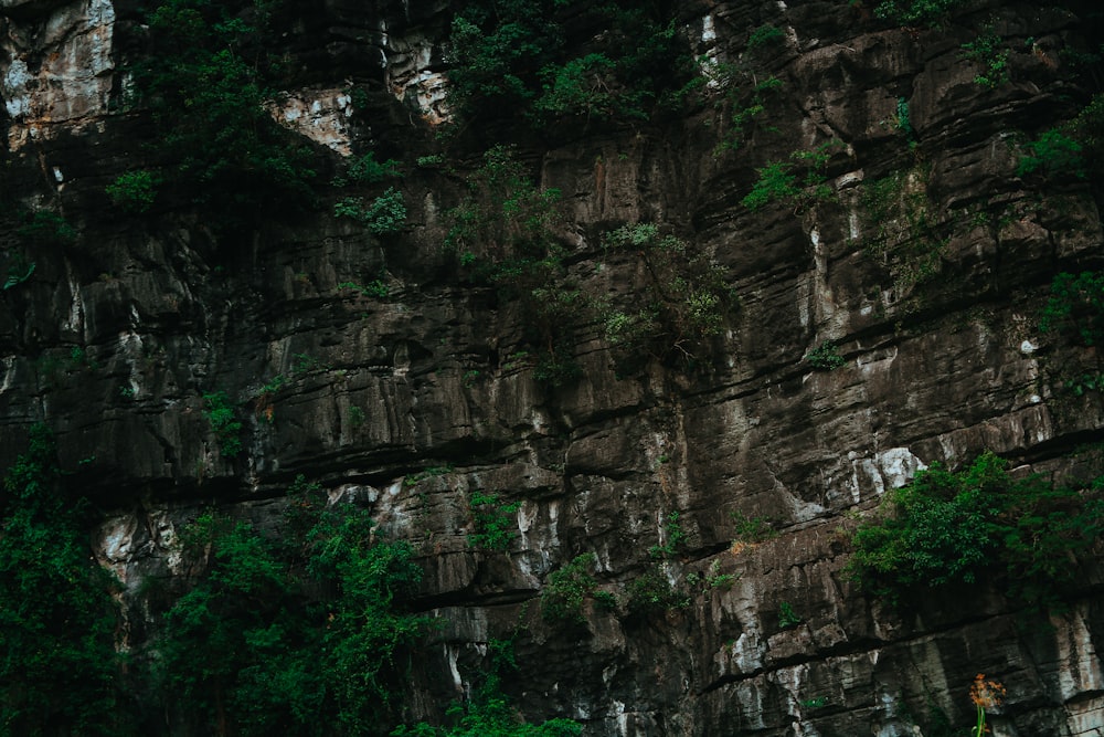 high-angle photography of rock plateau with trees