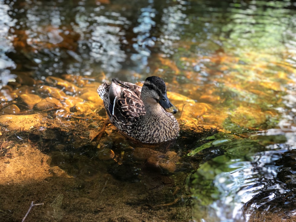 mallard duck