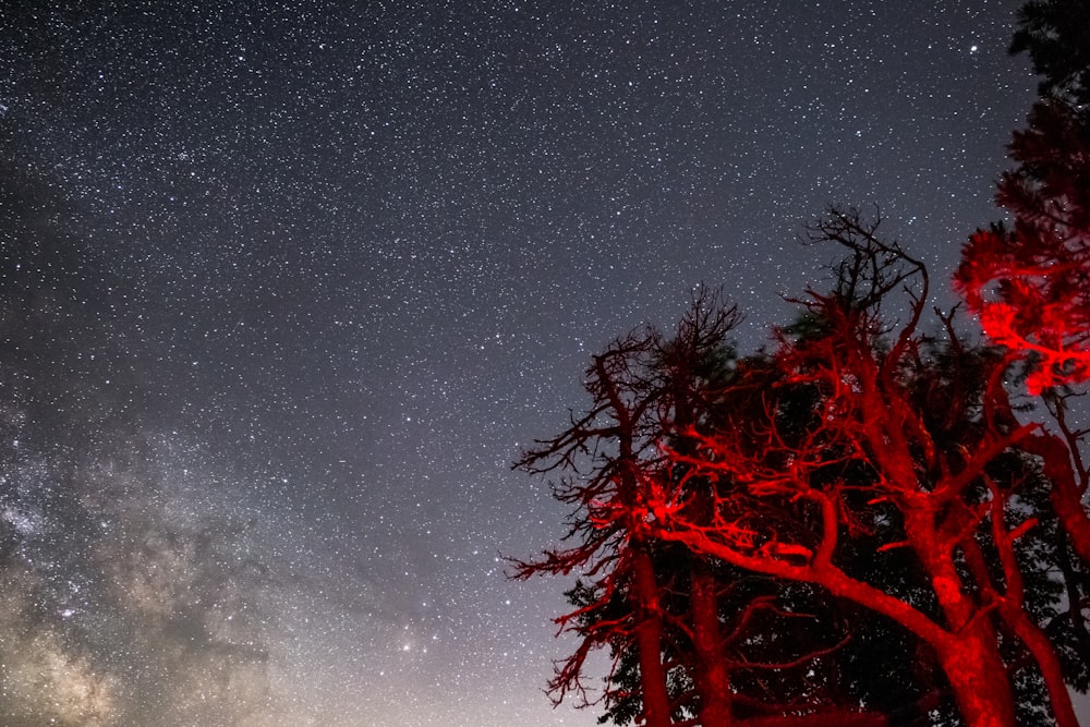 worm's-eye view of tree under starry night