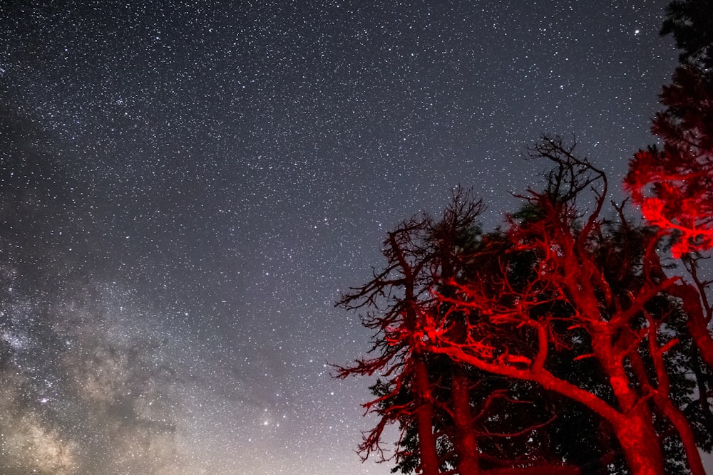 Blick aus der Wurmperspektive auf einen Baum unter dem Sternenhimmel