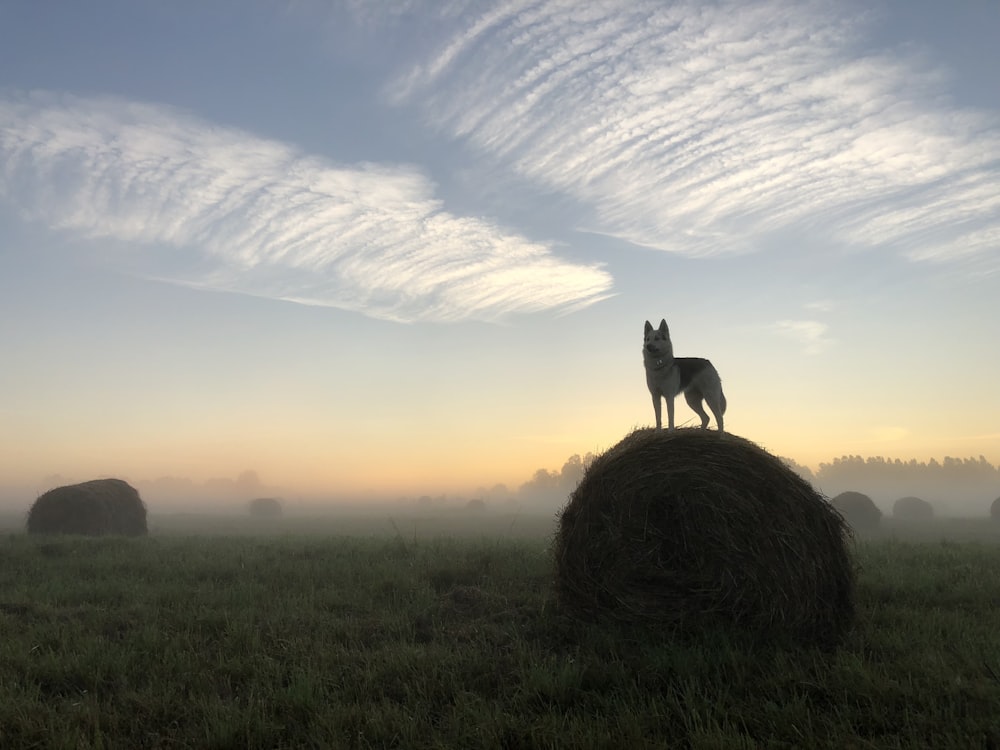 wolf standing on rolled hays