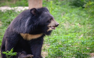 A black bear is sitting on lush green grass with some small plants around it. The bear has a thick coat with a lighter patch on its chest and is looking to the side with its mouth slightly open, revealing its teeth.
