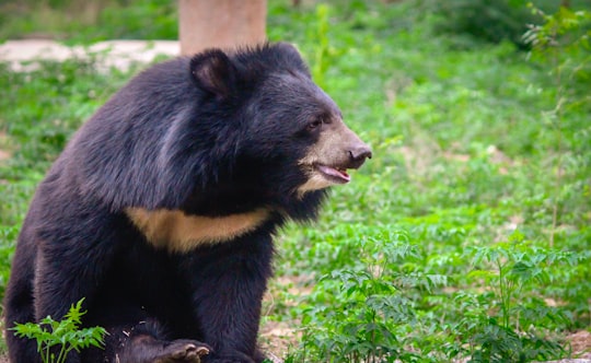 black bear sitting on grass in Arignar Anna Zoological Park India