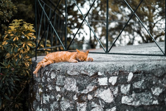 orange tabby cat sleeping on pavement beside plant in Cephalonia Greece