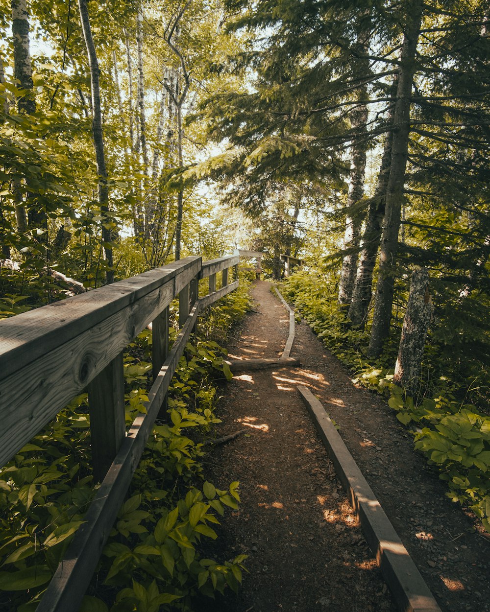 brown wooden fence surrounded by trees