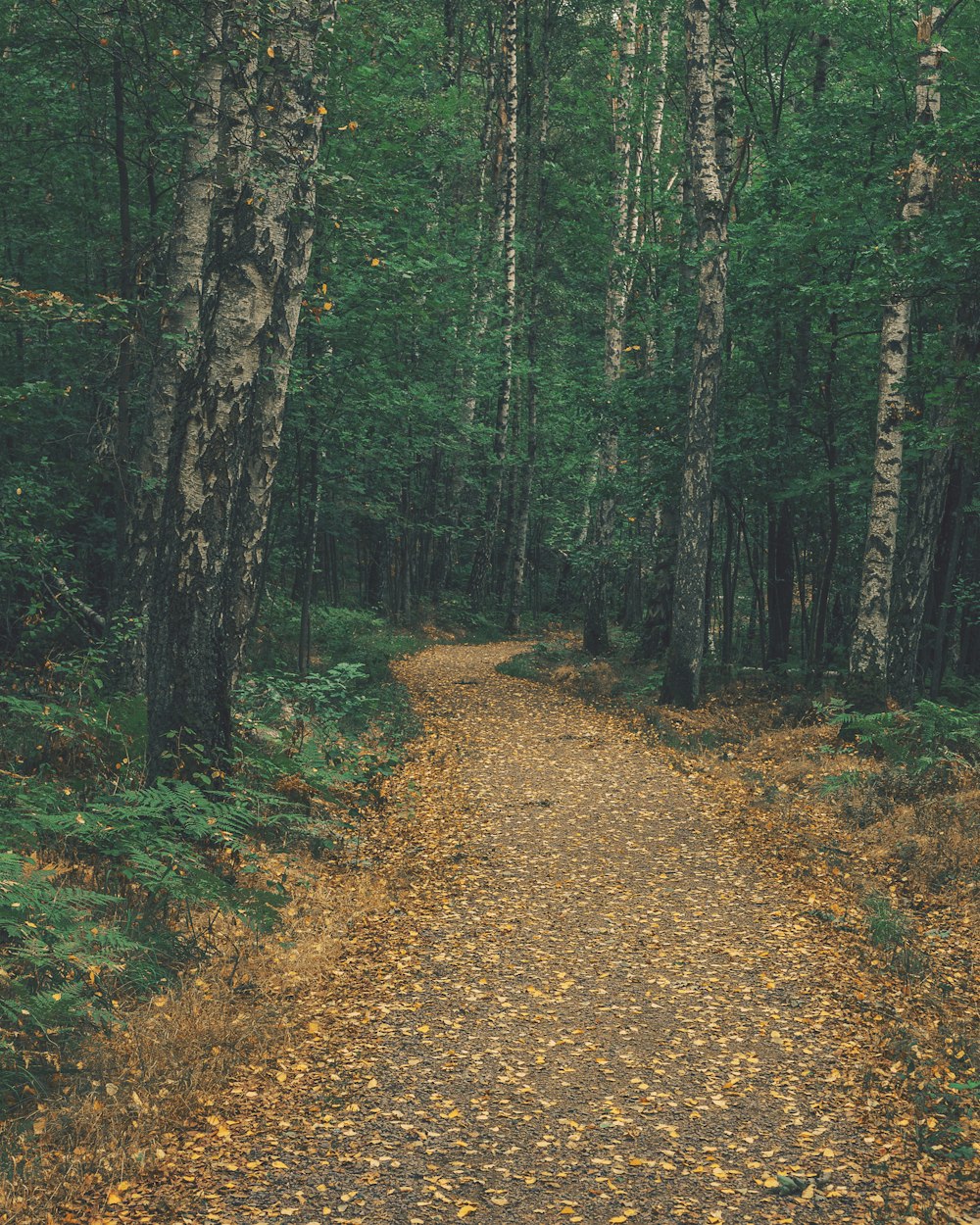 arbres feuillus pendant la journée