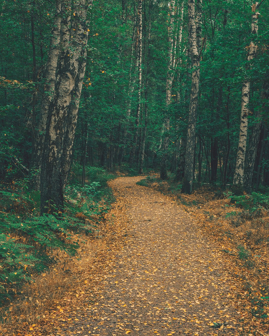 Forest photo spot Biskopsgården Alingsås