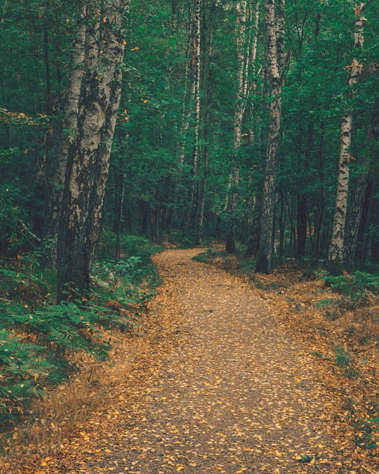 leafed trees during daytime in Biskopsgården Sweden