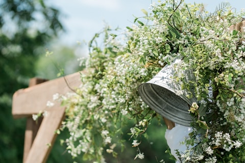 shallow focus photo of white flowers